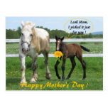 Horsy Mother's Day Postcard