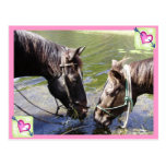 Horsy Romance Post Cards