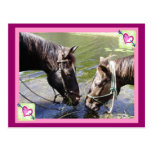 Horsy Valentine Post Card