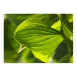 Hosta 1