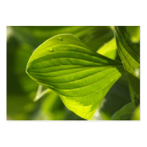 Hosta 1
