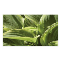 Hosta 2