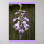 Hosta Flower Poster