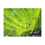 Hosta in the Morning Dew Postcards