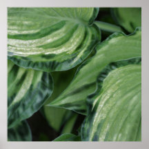 Hosta Print