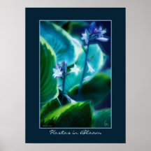 Hostas in Bloom Posters