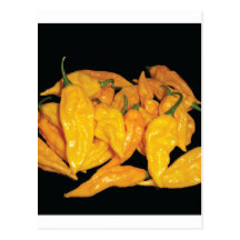 Hot Fatalii Chilli Pepper Postcards