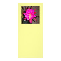 Hot Pink Cactus Flower Full Color Rack Card
