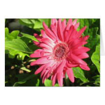 Hot Pink Daisy Notecard