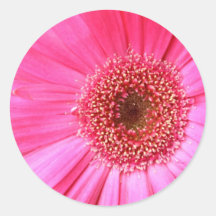 Hot Pink Daisy Sticker