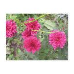 hot pink flowers postcards