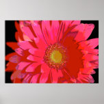 Hot Pink Gerbera Daisy Canvas Poster