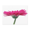 Hot Pink Gerbera Daisy postcards
