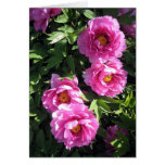 Hot Pink Group Peonies cards
