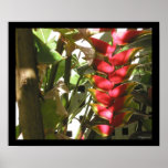 Hot Pink Heliconia Hang Out  Poster Print
