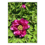 Hot Pink Peonie cards