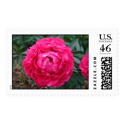 Hot pink peony stamp by bkang22