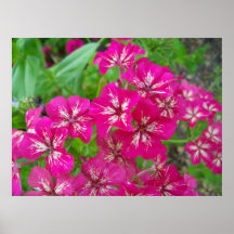 Hot Pink Phlox Posters