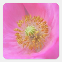 Hot Pink Poppy Flower Stickers