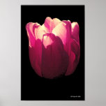 Hot Pink Tulip Poster
