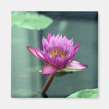 Hot Pink Water Lily Refrigerator Magnet