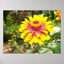 Hot Pink Yellow Zinnia Poster