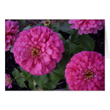 Hot Pink Zinnia Greeting Cards