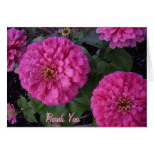 Hot Pink Zinnia- Thank you Cards