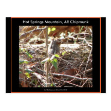 Hot Springs Mountain, Arkansas Chipmunk Gifts Postcards