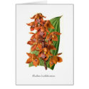 Houlletia brocklehurstiana cards