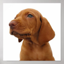 Hound Dog Poster Print