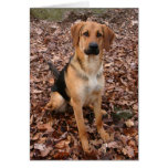 Hound/Shepherd Mix Greeting/Note Cards