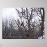 House Finch 1 Poster
