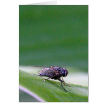 House Fly On A Banana Leaf Greeting Cards