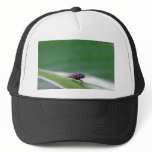 House Fly On A Banana Leaf Hats