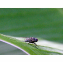 House Fly On A Banana Leaf Acrylic Cut Out