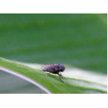 House Fly On A Banana Leaf photo sculptures