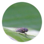 House Fly On A Banana Leaf Round Stickers