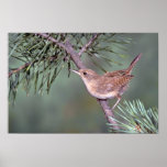 House Wren Posters