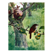 House Wrens Nesting in an Apple Tree Postcard