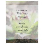 Houseleek - Sempervivum Flyer