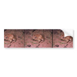 Houston Toad bumper stickers