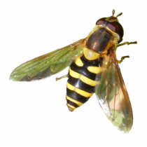 Hover fly ~ acrylic cut out