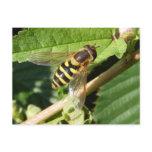 Hover fly ~ postcard