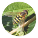Hover fly ~ sticker