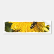 Hoverflies on Dandelions Bumper Sticker