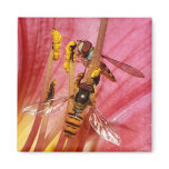 Hoverfly Magnet