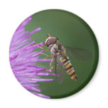 Hoverfly Magnet