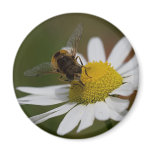 Hoverfly on Sea Mayweed Magnet