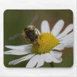 Hoverfly on Sea Mayweed mousepads